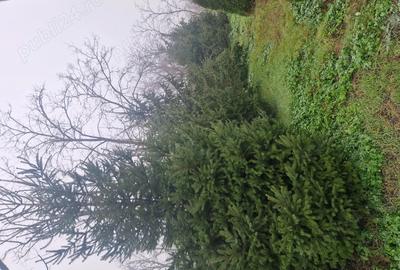 Casă cu 5 camere în Scorțaru Vechi - 2