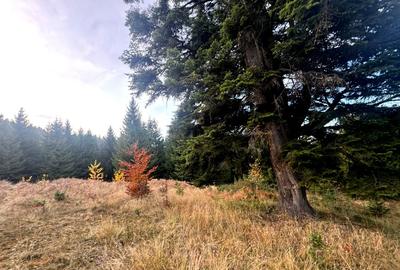 Vanzare 5,3 ha pasune deasupra Voronetului Suceava - Proiect Turistic - 15