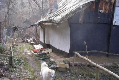 Tren intravilan si casa de lemn  in Brasov - 5