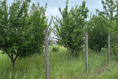 TEREN PENTRU CONSTRUCTIA CASEI, MIROSLAVA, VALEA URSULUI - 10