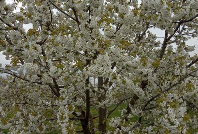 Casă cu 2 camere în Miron Costin - 6