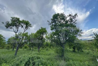 Teren extravilan de vanzare, 5305 mp, in apropiere de Ha?eg - 2