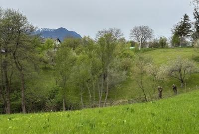 Teren  Bran/Predelut - 4