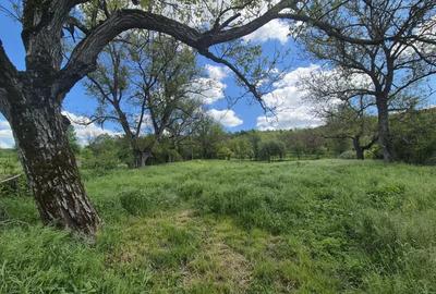 Teren de 1400 mp, în Goruia - 11