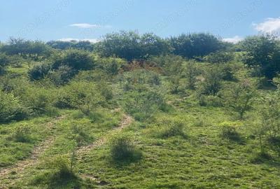 Teren de vanzare 8,700 mp Tarlungeni, comision 0 cumparator - 6