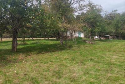 Teren 15826 mp + padure 1 ha - 4