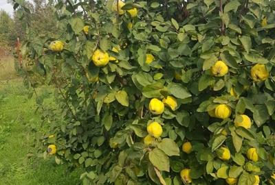 Teren Construcții intravilan de 4648 mp, în Petrești - 7