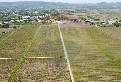 Oportunitate vie 54 ha la DN E85 - 2