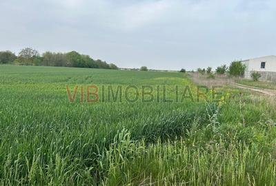 Teren intravilan de 9000 mp, în Dascălu - 6