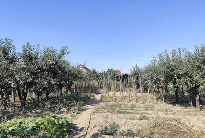 Casa de vanzare, teren mare, intrare auto - Sacadat, Bihor - 3