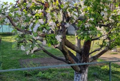 Casă cu 5 camere cu Canalizare în Central - 2