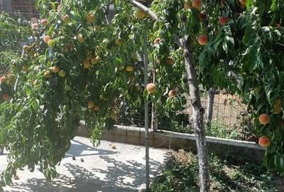 Casă cu 4 camere în Dragomirești-Vale - 7