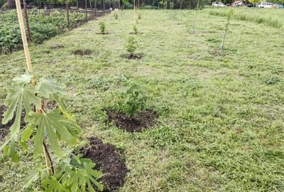 Casă cu 3 camere cu Teren 1438 Mp în Turnu - 5