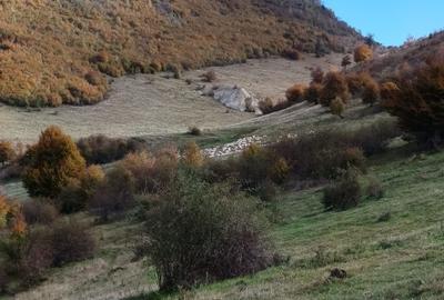 Teren extravilan de 10000 mp, în Valea Mare-Pravăț - 5