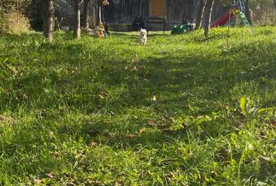 Casă cu 4 camere cu Teren 797 Mp în Râu Alb de Jos