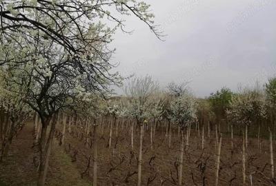 Casă cu 4 camere în Izvoru Dulce (Merei) - 8