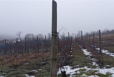 Terenuri de vanzare Iasi, Rediu - 2