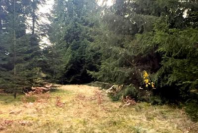 Vanzare 5,3 ha pasune deasupra Voronetului Suceava - Proiect Turistic - 34