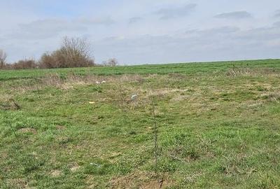 Afumati Balta Batal teren de vanzare 7000 mp - 5