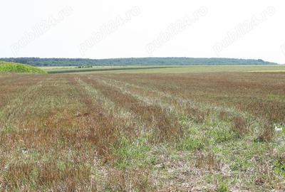 Teren de 19720 mp, în Belciugatele - 9