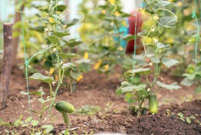 Teren agricol intravilan de 7603 mp, în Delenii - 18