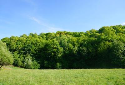 Teren Construcții intravilan de 33137 mp, în Sud-Vest - 6