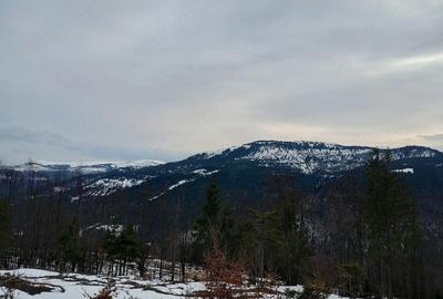 Teren de 5000 mp, în Vârtop - 1