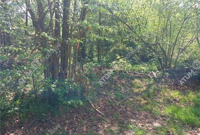 Teren intravilan 1300 mp de vanzare pe Valea Avrigului in zona Mlaci - 2