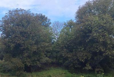 Casă cu 6 camere cu Teren 6000 Mp în Diviciorii Mici - 6