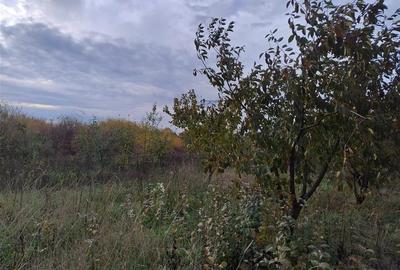 RECO Teren intravilan Miersig RECO Teren intravilan Miersig - 2