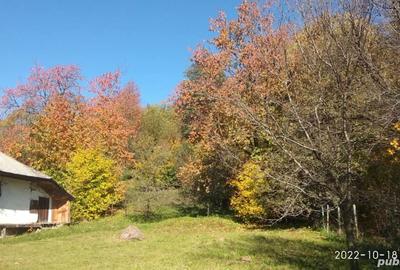 Teren de 9081 mp, în Crăcăoani - 5