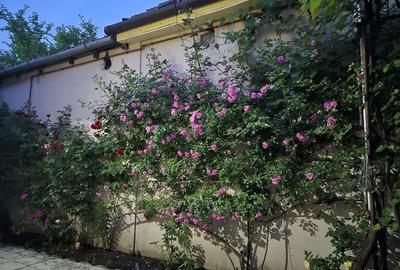 Casă cu 5 camere cu Teren 460 Mp în Calea Dumbrăvii - 4