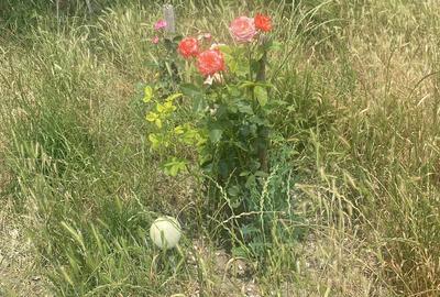 Teren de 653 mp, în Năvodari Tabără - 3