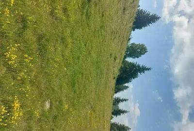 Teren de 7000 mp, în Horea - 6