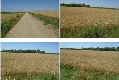 Teren de 5700 mp, în Domnești - 6