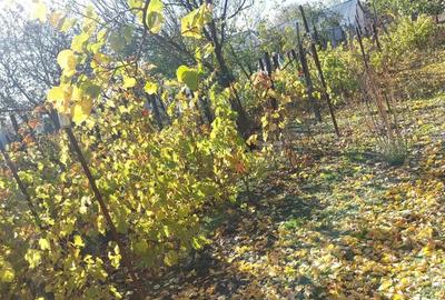 Casa de vanzare Valea Stanciului jude?ul Dolj - 2