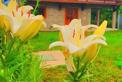 Vand casa la alb. - 3