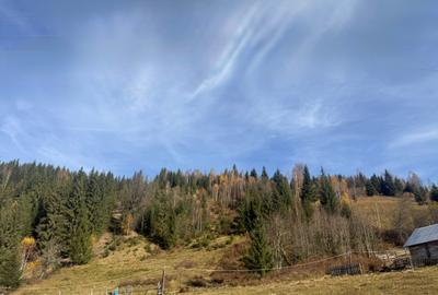 Teren de 6000 mp, în Ortoaia - 12