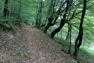 Vila Exclusivista Vetel  pe valea Caoiului-OFERTA SPECIALA DE SARBATORI! - 15