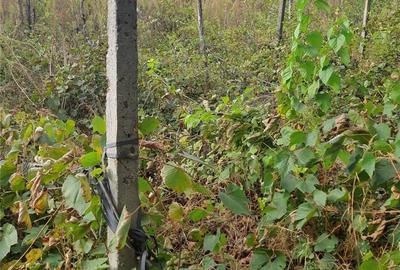 Casă cu 2 camere cu Teren 3410 Mp în Podu Turcului - 5