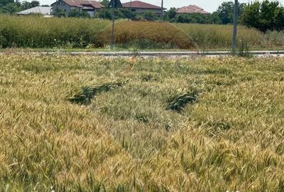 Teren de 10164 mp, în Vadu Anei - 7