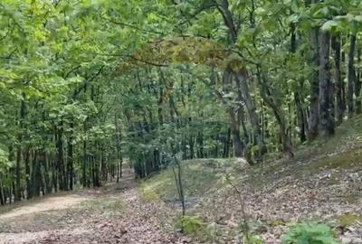 Fost Conac cu padure si teren 54h - 13