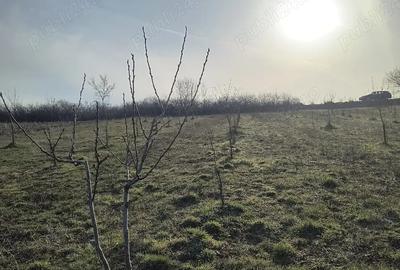 Teren de 8700 mp, în Ramna - 3