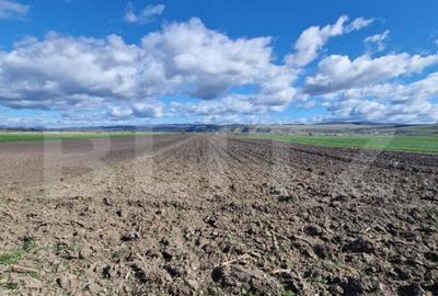 Teren Extravilan 15000 mp- parcelat in 3 loturi Bod- 5000 mp - 3