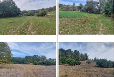 Teren Filipeni, Padure, ID: R2388722 - 2