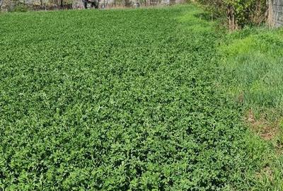 Teren de 500 mp, în Cordun