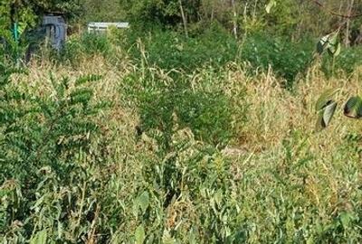 Teren în Chitila - 4