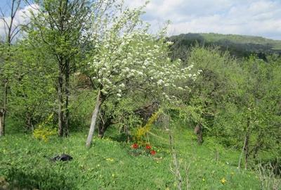 Spațiu comercial, în Runcu - 4