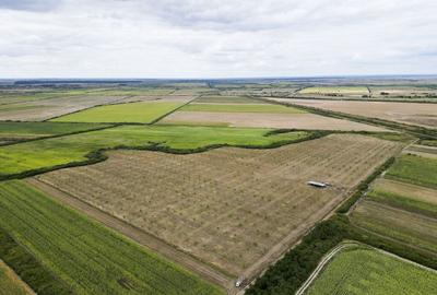 Livada BIO de nuci de vanzare langa Cermei - 2