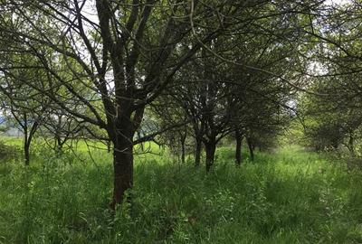Teren de 6000 mp, în Cârnești - 1